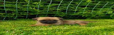 Border Terrier 1