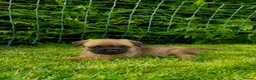 Border Terrier dogs for sale: KC registered high quality Border Terrier pups.  in Londonderry - Advert 6