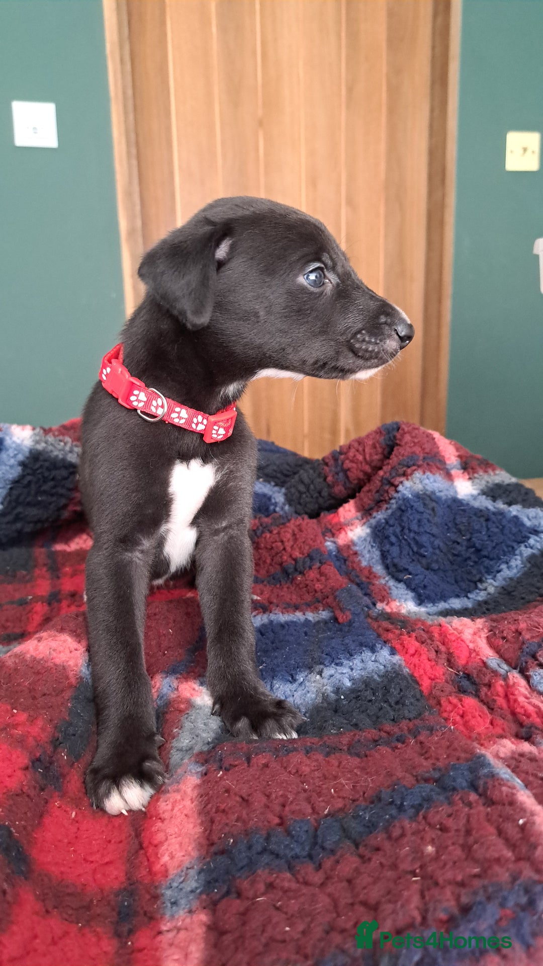 Greyhound dogs for sale: Irish Greyound Puppies  - Image 16