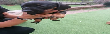 Dachshund 4