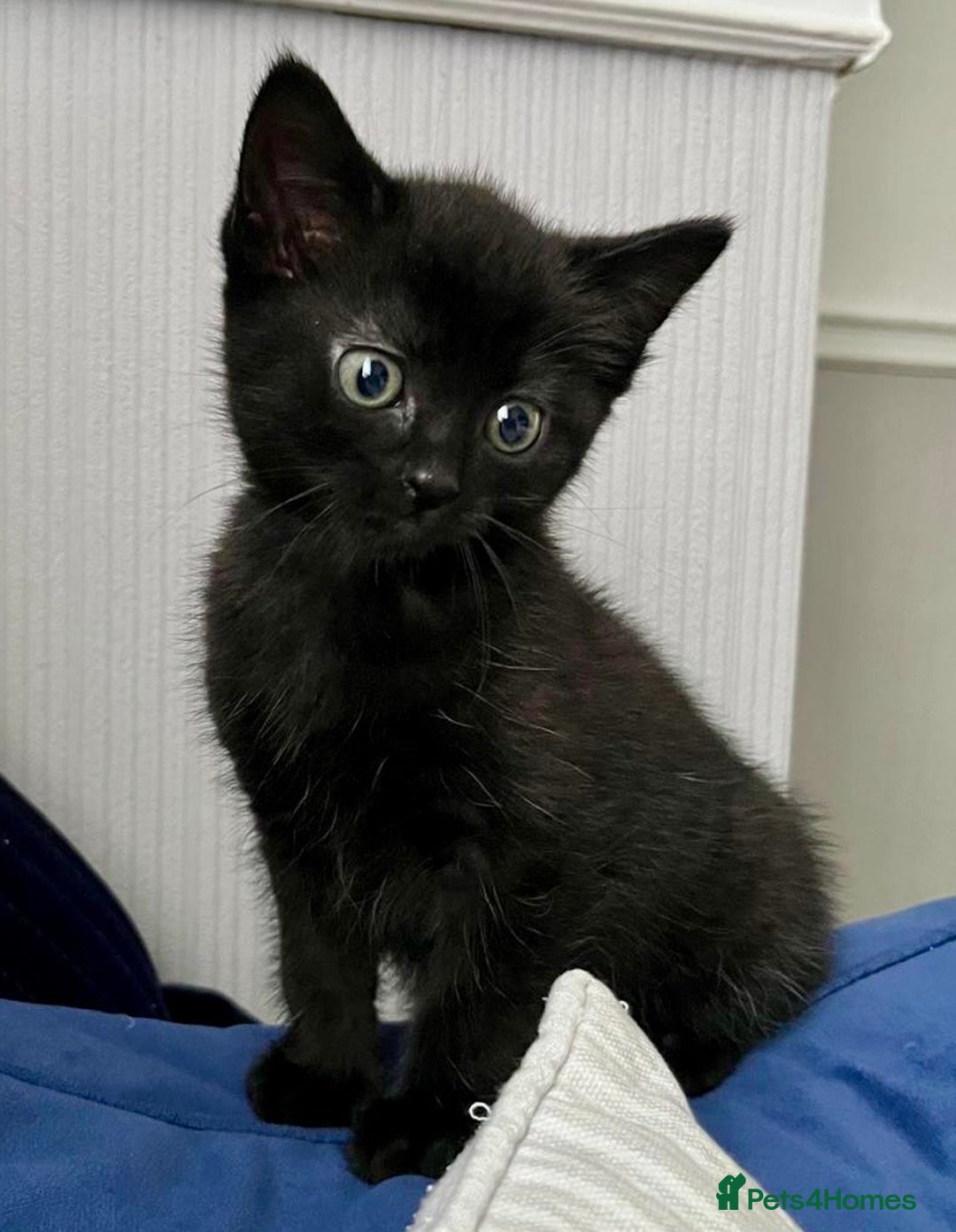 British Shorthair cats for sale: Male,Female  - Image 10