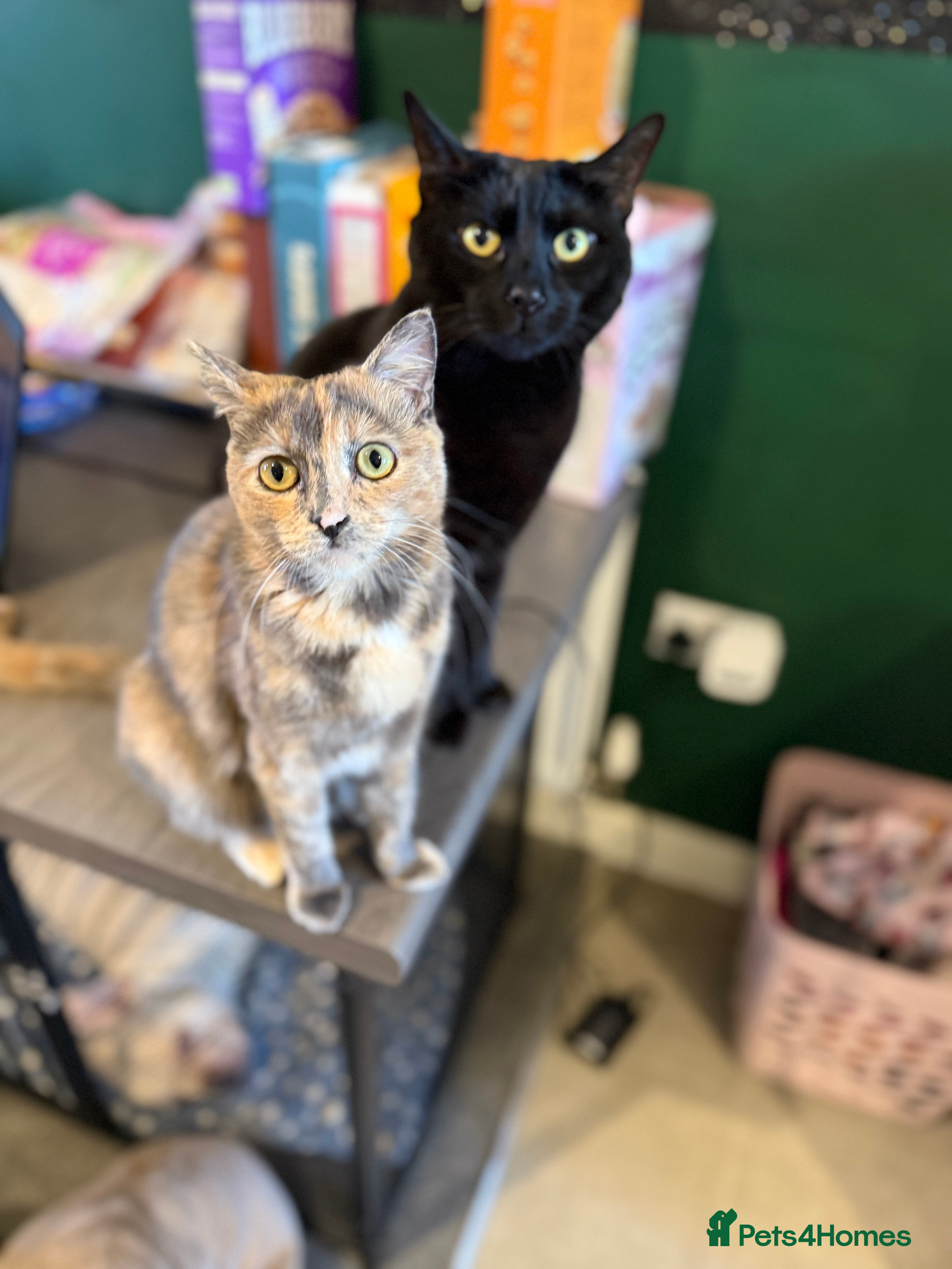 Mixed Breed cats 2 males + 1 female looking for their forever home! - Advert 1