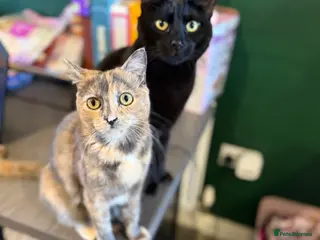 Mixed Breed cats 2 males + 1 female looking for their forever home! - Advert 1