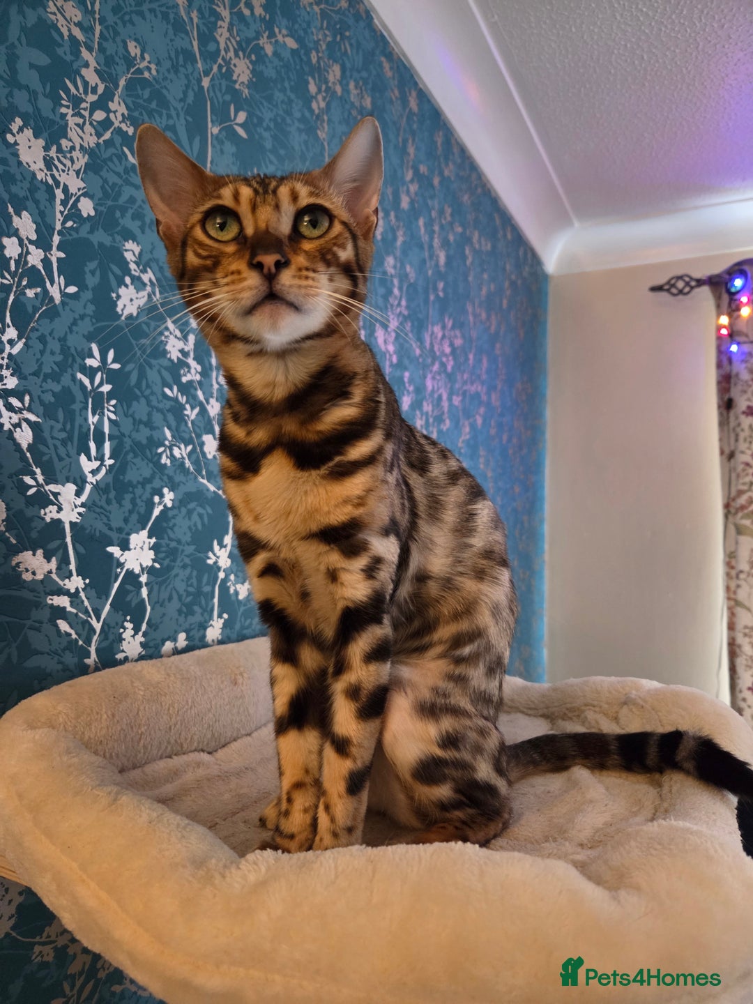 Bengal cats for sale: Tica reg bengal girl - Advert 3