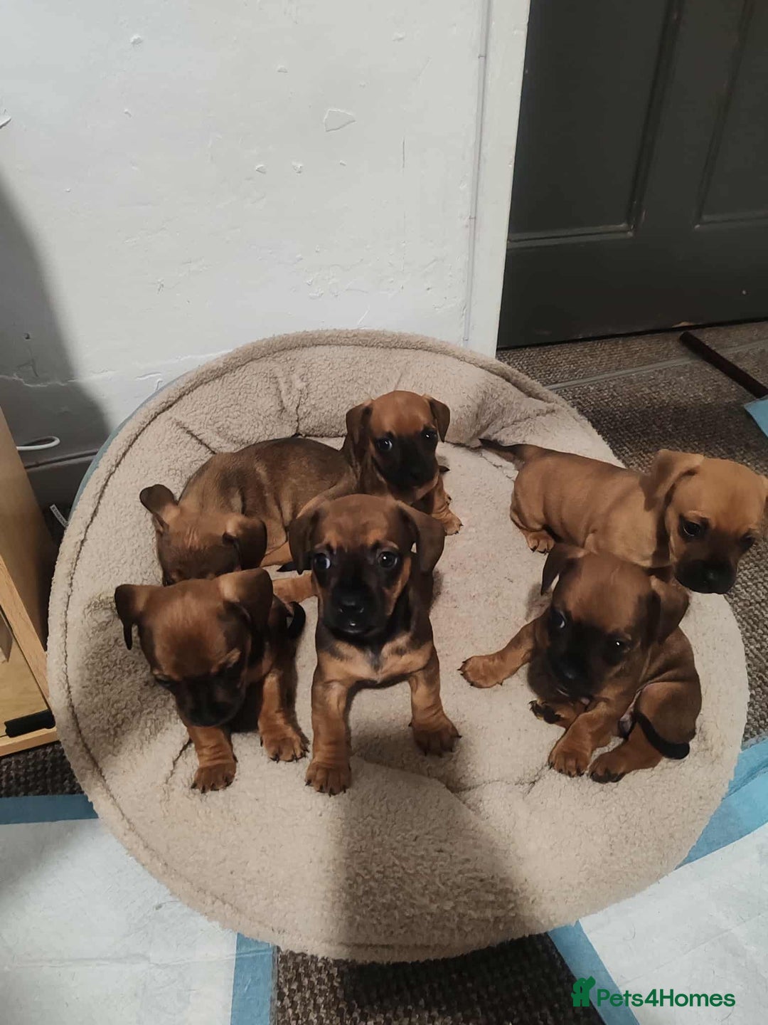 Mixed Breed dogs for sale: Puppy’s for sale  - Image 8