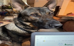 German Shepherd dogs for sale: Czech German shepherd male - Image 4