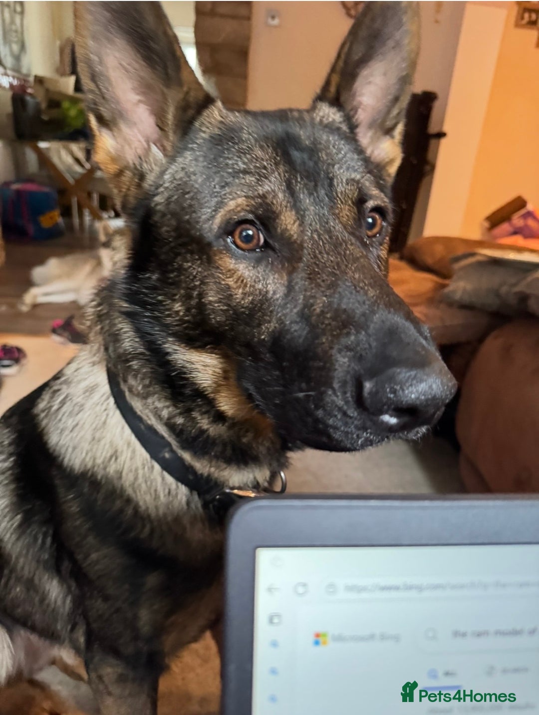 German Shepherd dogs for sale: Czech German shepherd male - Image 4