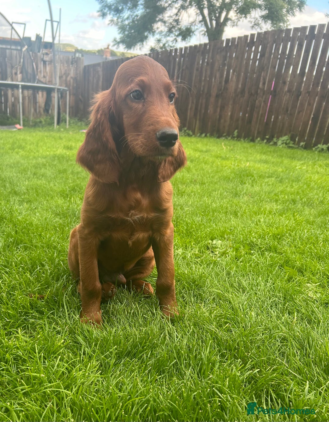 Irish Setter dogs for sale: Outstanding Irish setter puppies  - Image 20