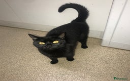 Bombay cats for sale: Bombay black cat  - Image 1