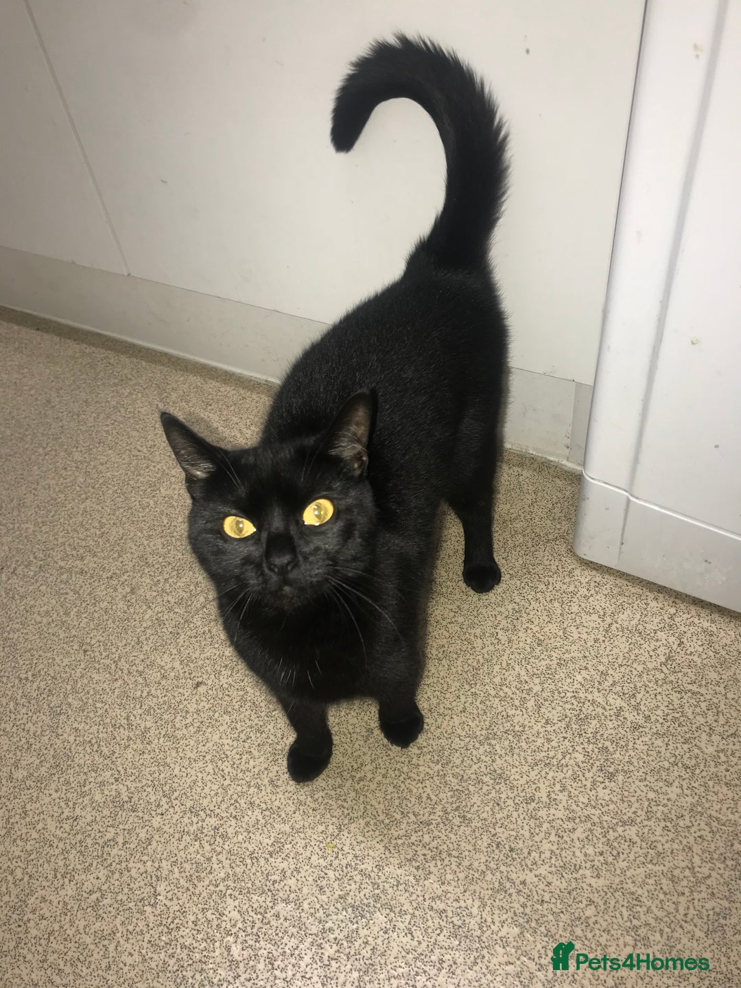 Bombay cats for sale: Bombay black cat  - Image 1