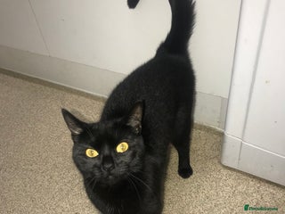 Bombay cats - Advert 1