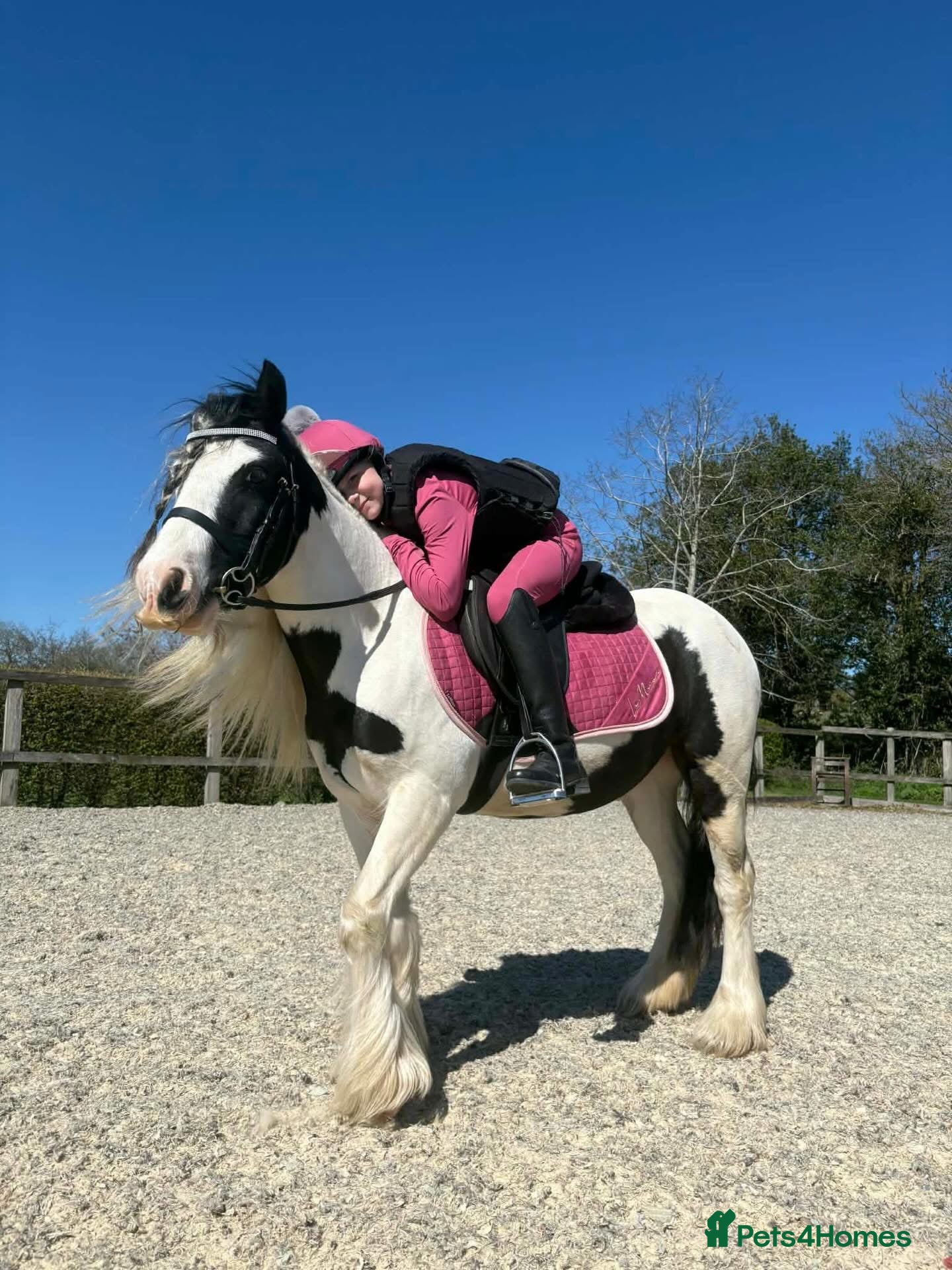 Irish Cob horses Ruby 12.3h - Advert 1