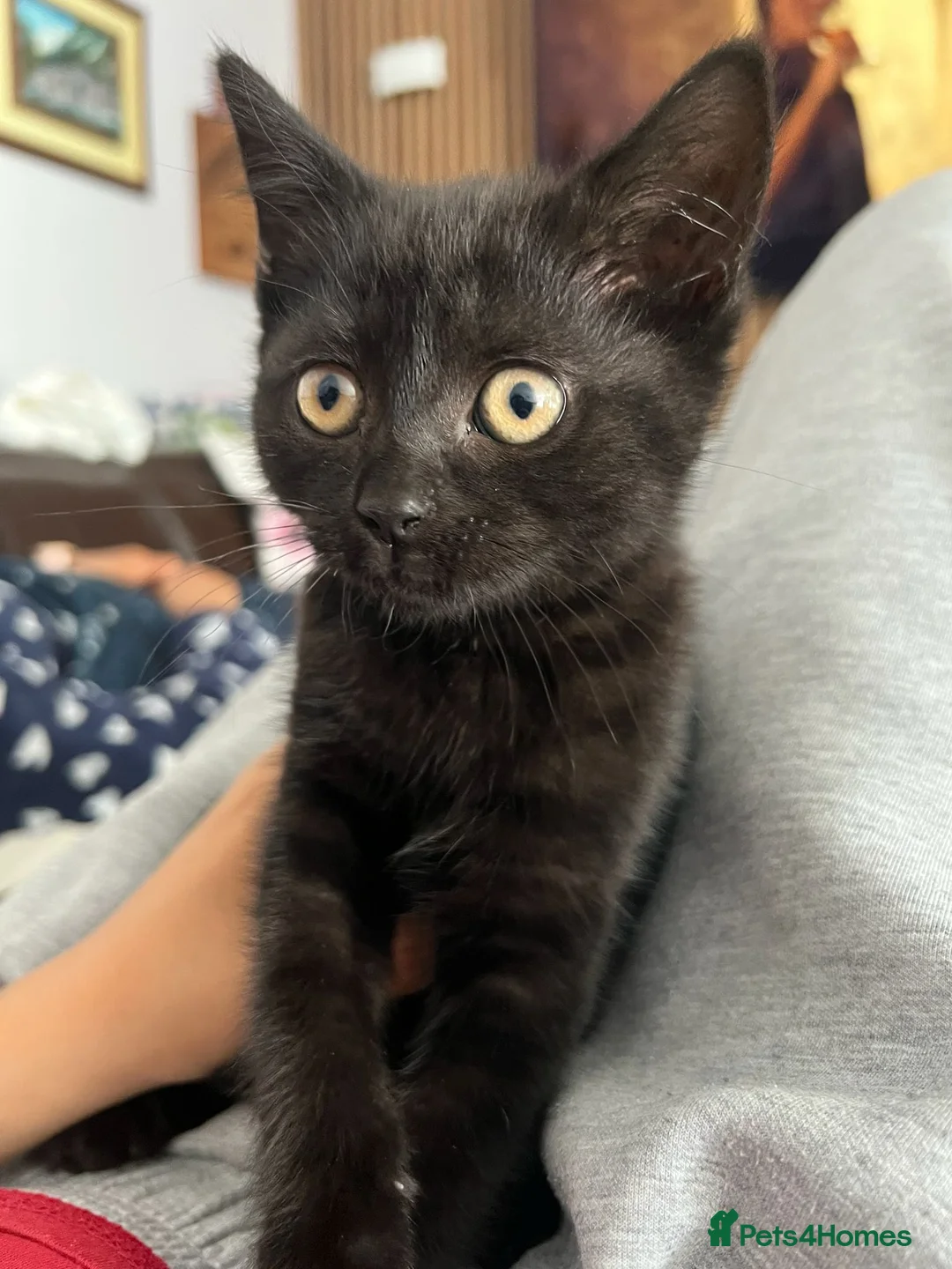 Mixed Breed cats for sale: British shorthair and black haired kittens  - Advert 1