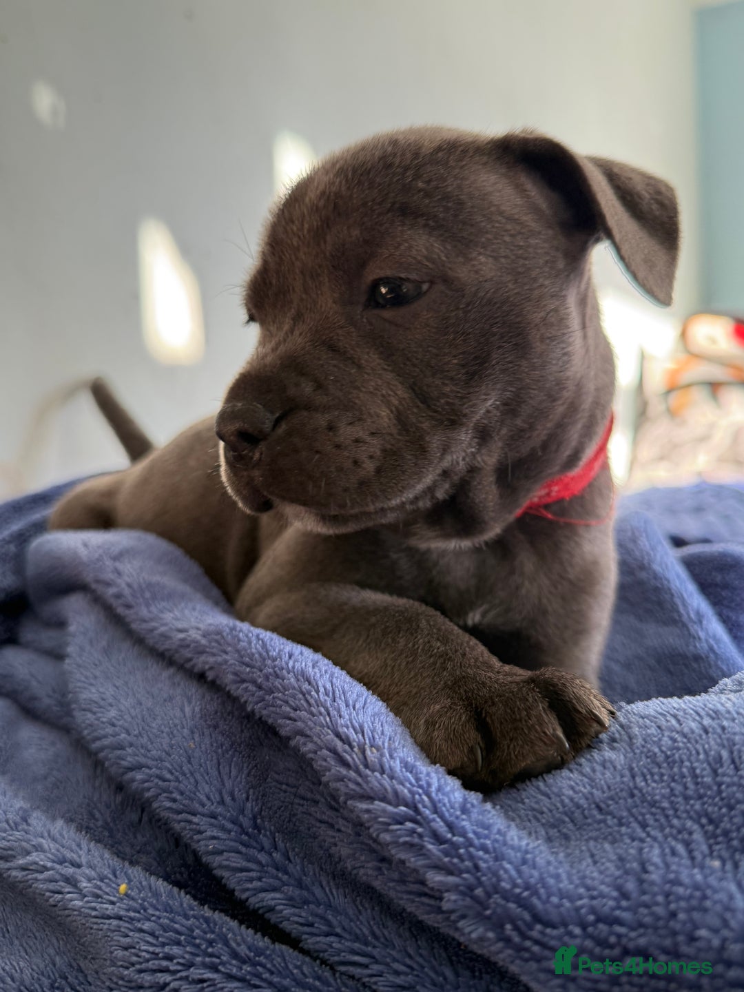 Staffordshire Bull Terrier dogs for sale: KC Registered Exceptional Blue Staffies - Advert 38