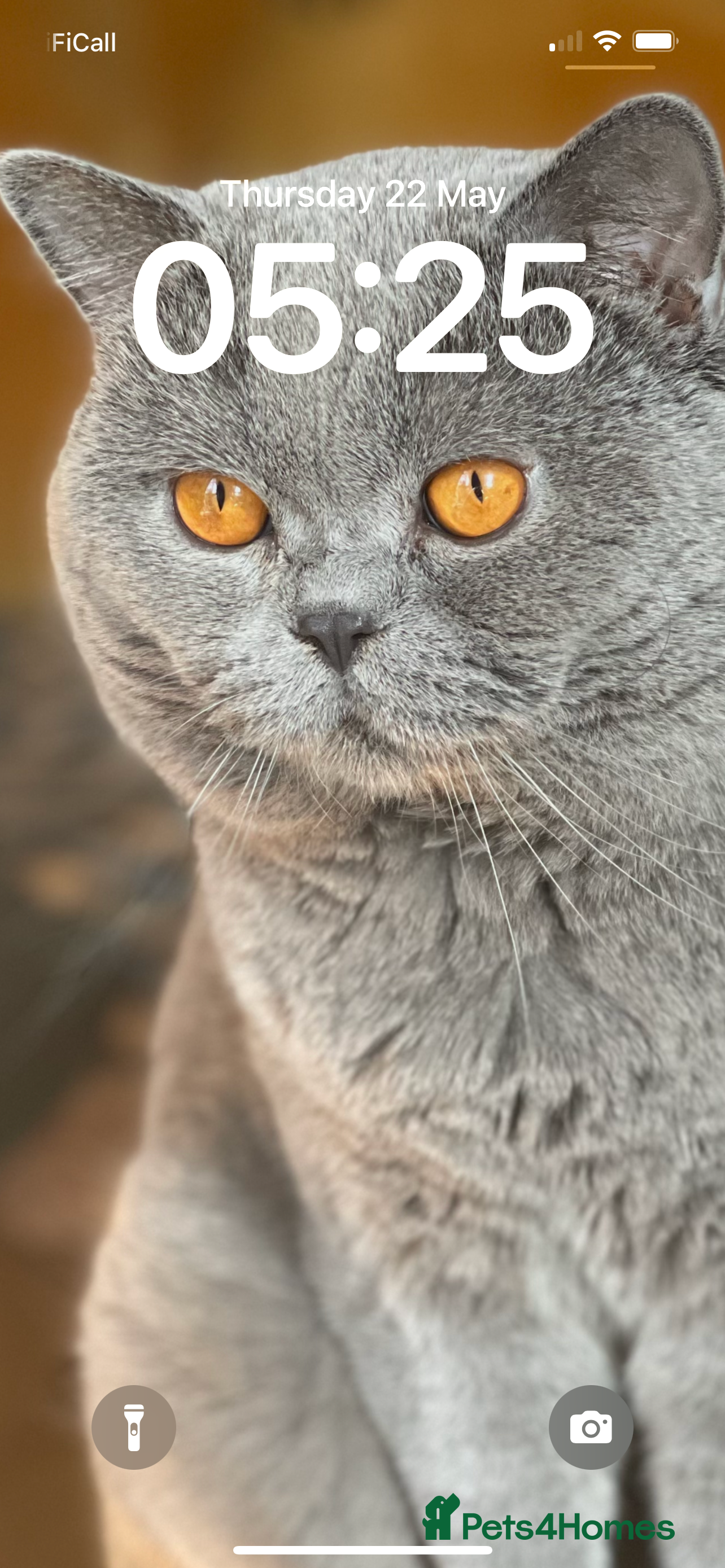 British Shorthair cats Stunning British Shorthair Pedigree KittenMale - Advert 15