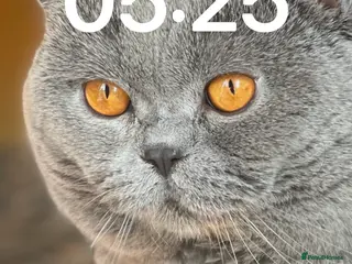 British Shorthair cats Stunning British Shorthair Pedigree KittenMale - Advert 15