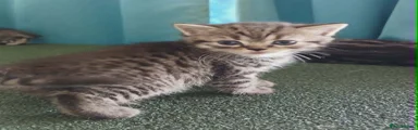 Mixed Breed Brown spotted