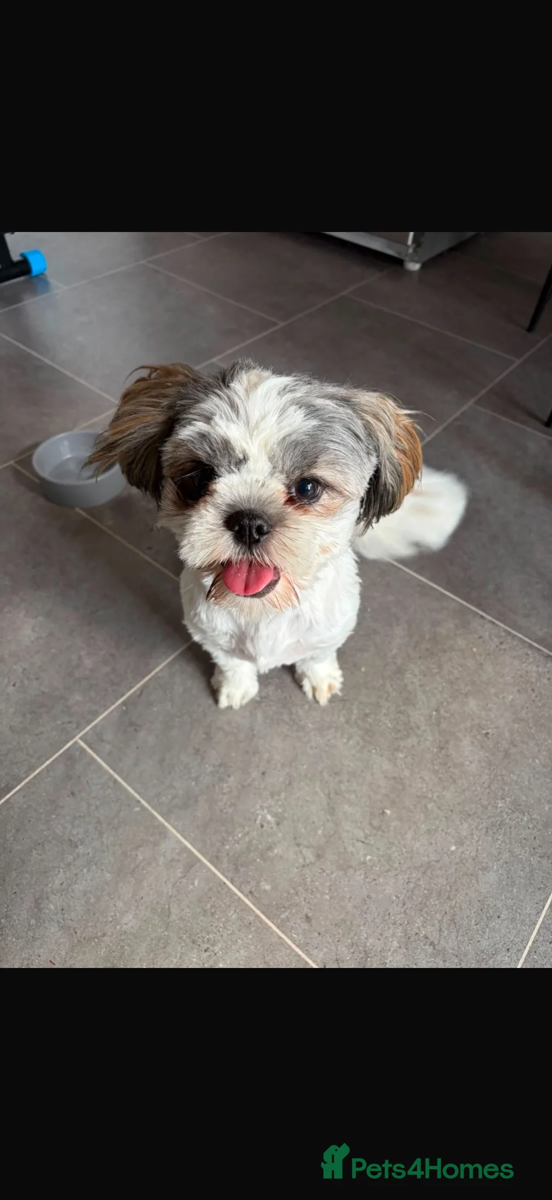 Shih Tzu dogs for sale: Female shih tuz - Advert 4