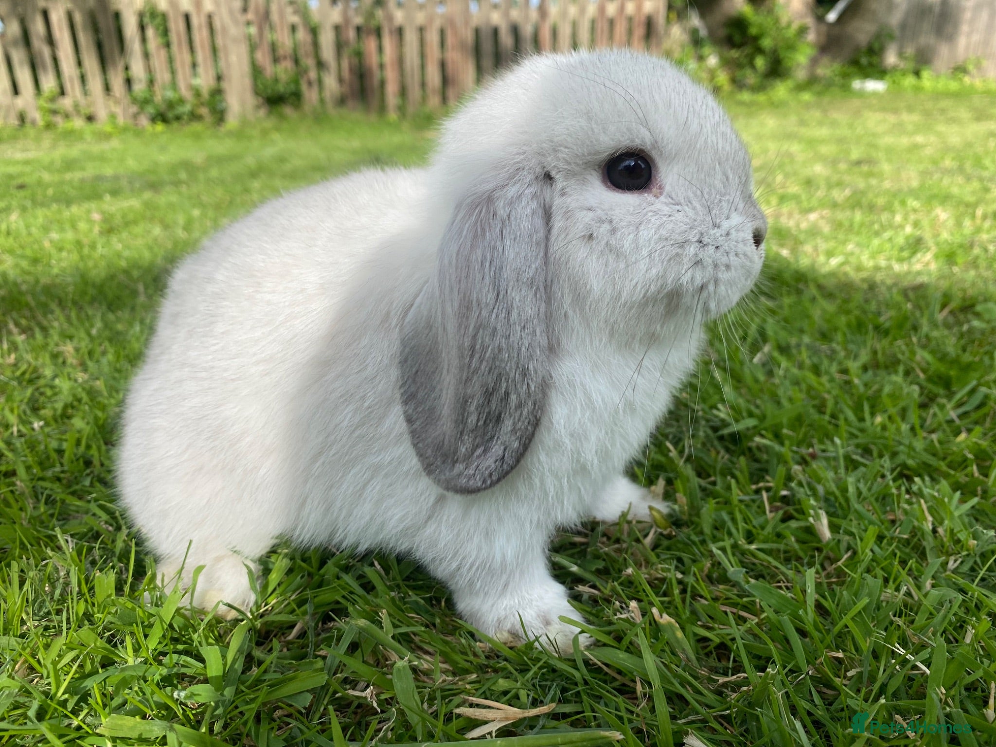 Mini Lop rabbits Mini lop  ready now - Advert 20