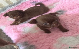 Chihuahua dogs for sale: Beautiful chocolate Chihuahua boys - Image 10