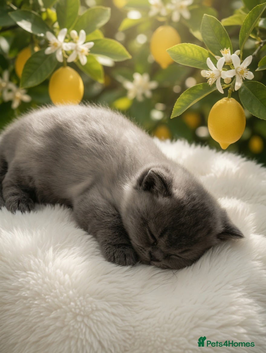 British Shorthair cats Exceptional. Fantastic girl. With silver pedigree. - Advert 2