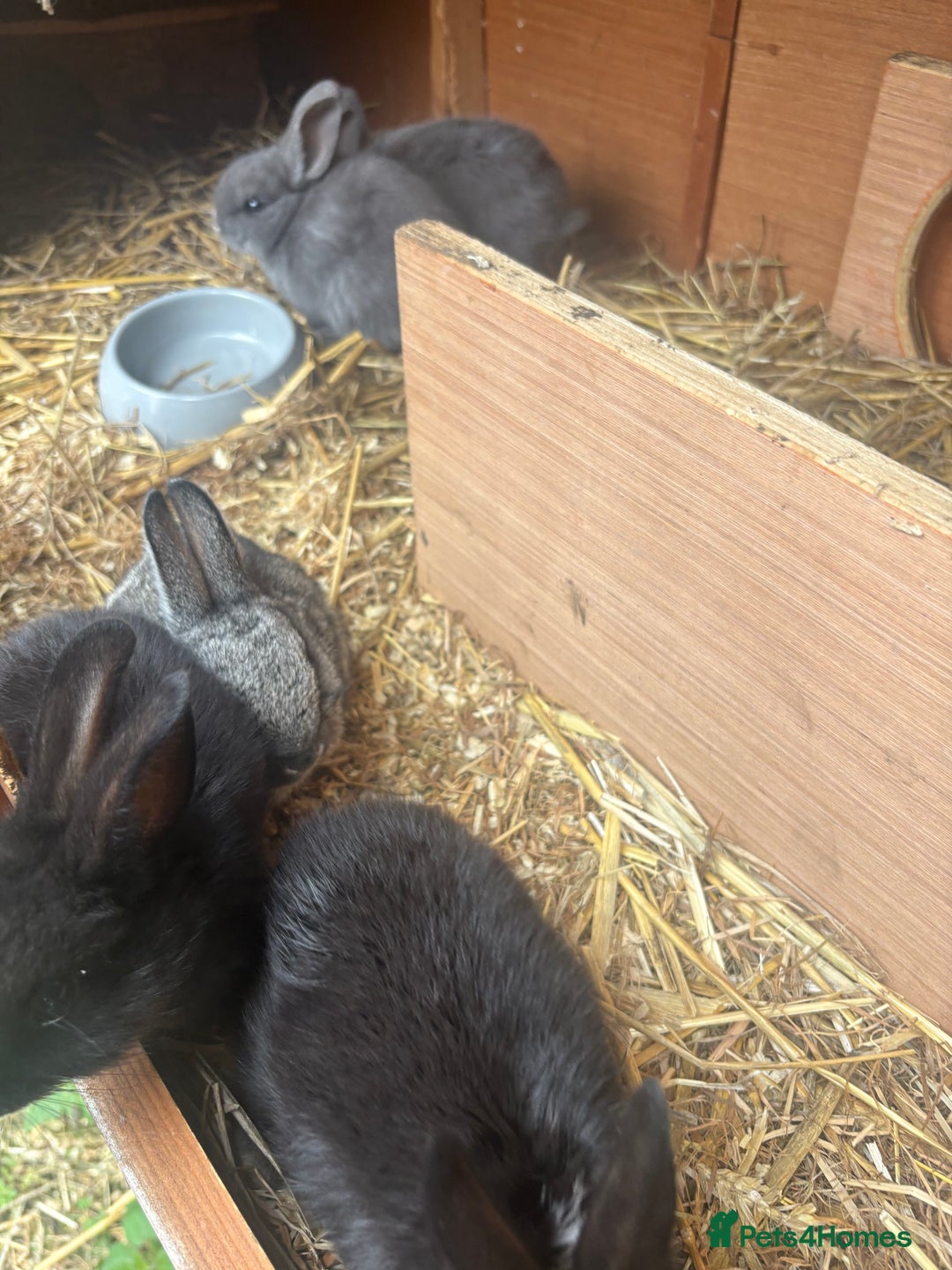 Netherland Dwarf rabbits for sale: Beautiful Netherland dwarf bunnys - Image 3