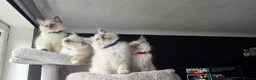 Ragdoll cats for sale: Ragdoll kittens  - Advert 4