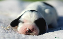 Sprocker dogs for sale: Sprocker ready to steal your heart & your slippers - Image 11