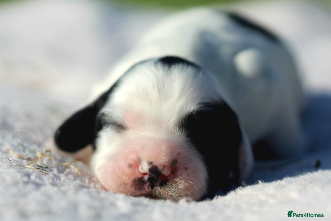 Sprocker dogs for sale: Sprocker ready to steal your heart & your slippers - Image 11
