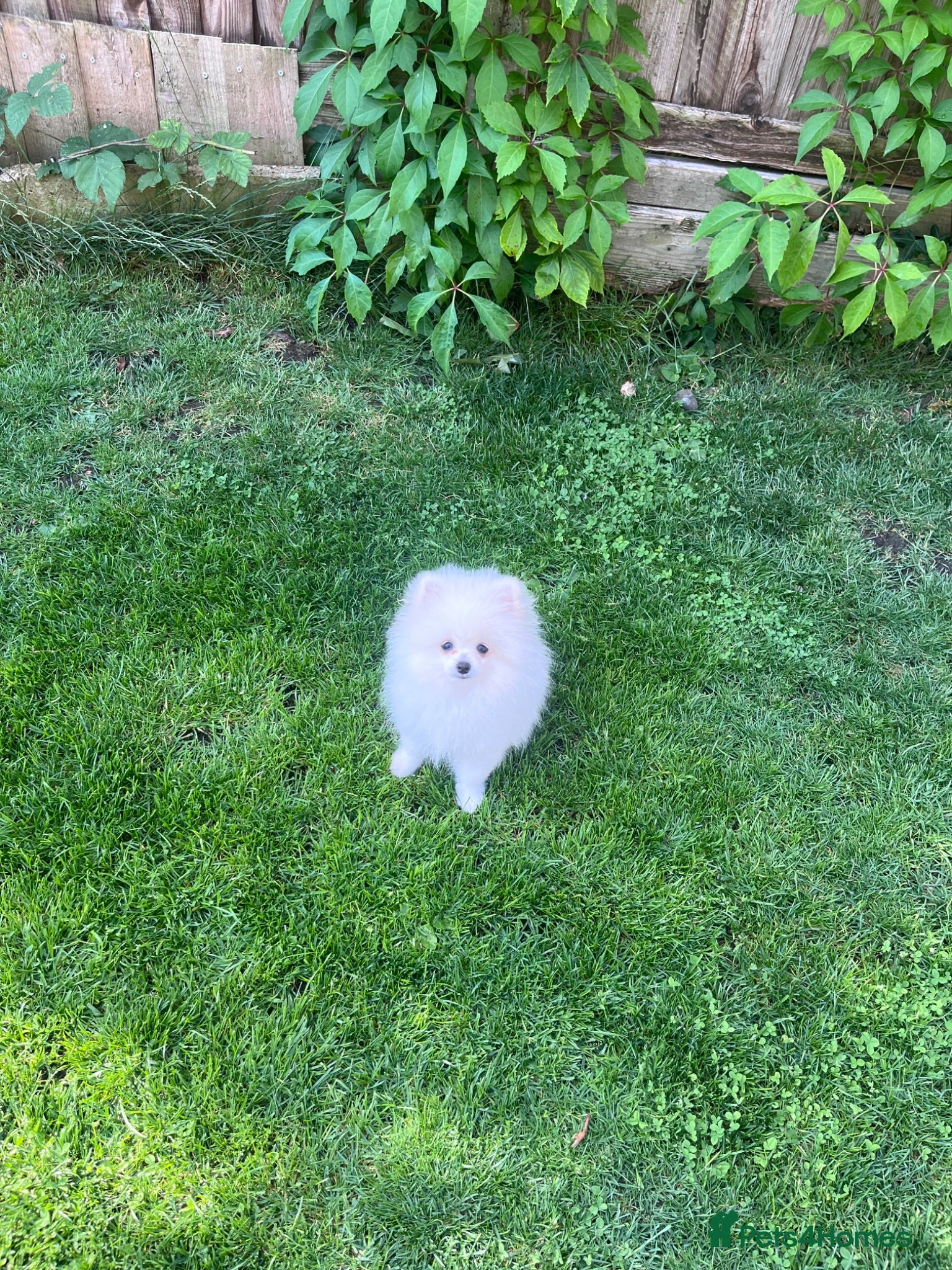 Pomeranian dogs Ice White🏆Russian Bloodlines 🐻‍❄️ - Advert 2
