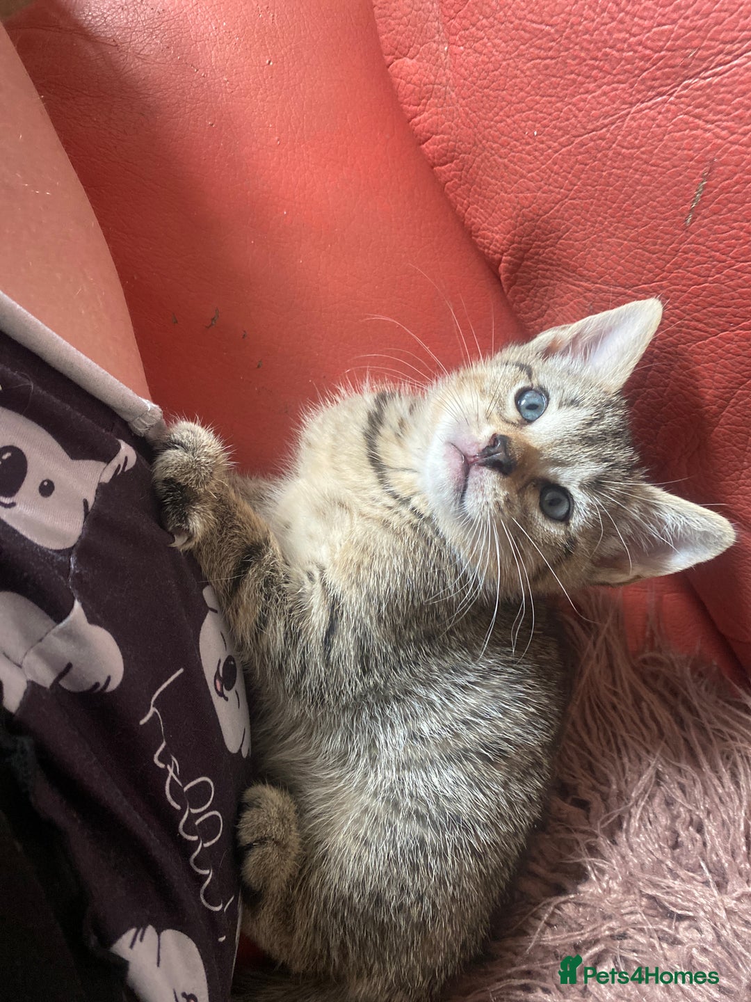 British Shorthair cats for sale: Kittens for sale  - Image 8