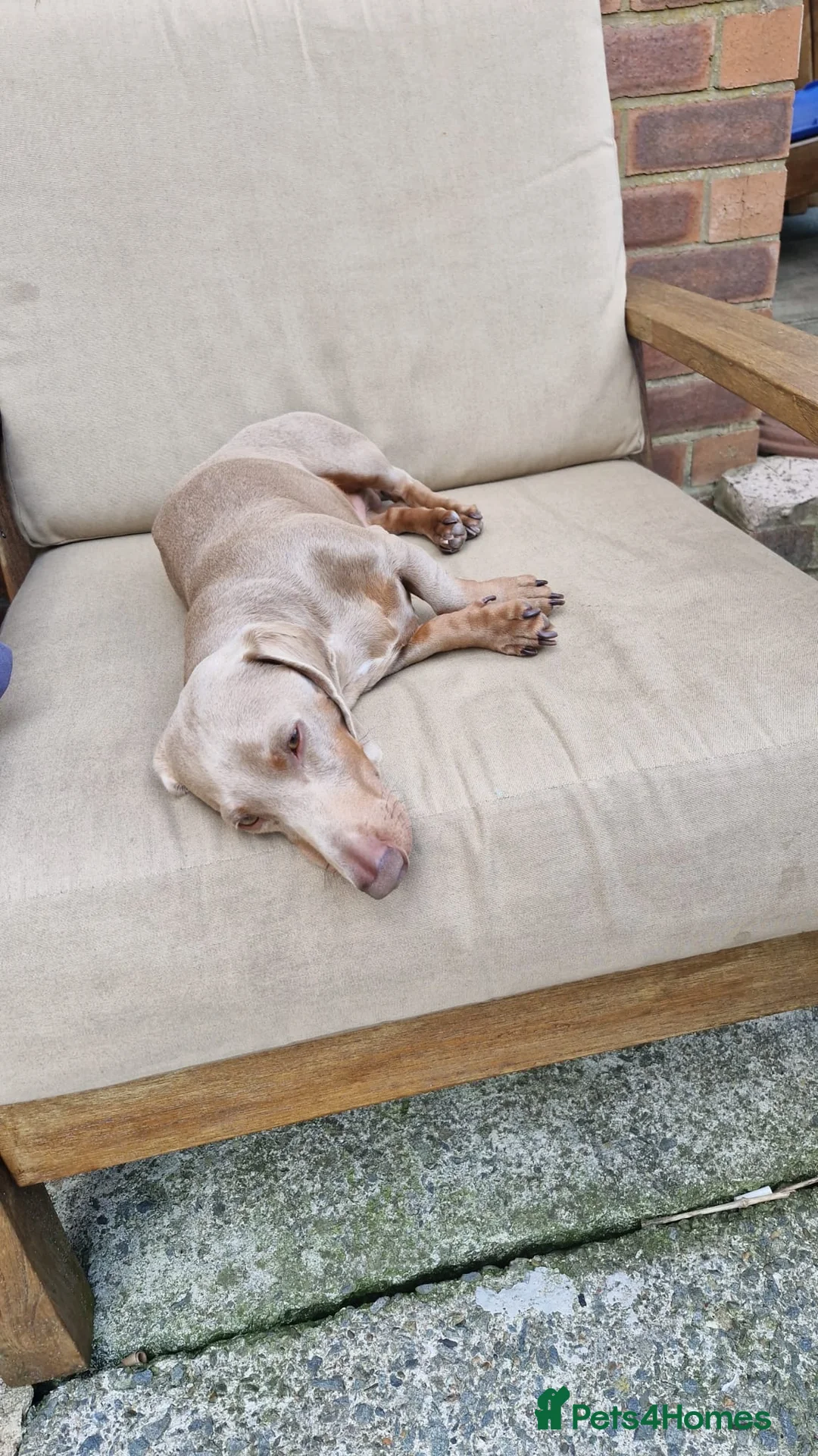 Dachshund dogs for sale: Milo Male Dachund  - Advert 8