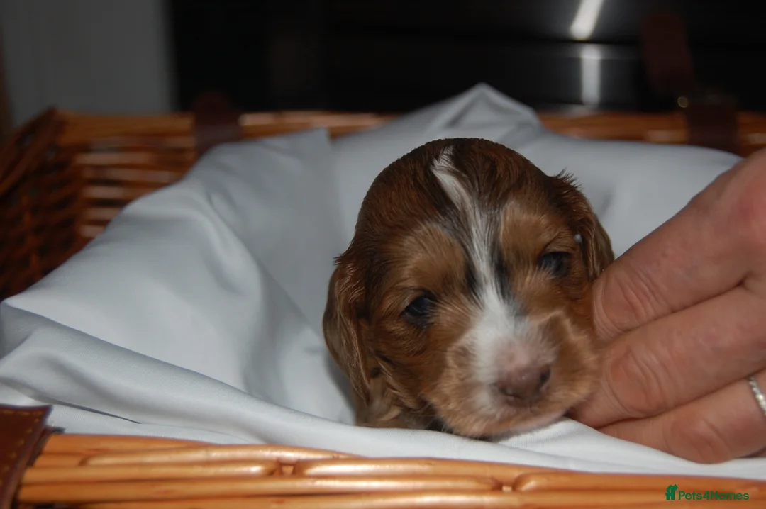 Cockapoo dogs for sale: 4 Adorable F2 Cockapoo puppies - 2 REMAINING! - Advert 2