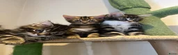 Mixed Breed cats for sale: kittens ready to leave now  - Advert 5