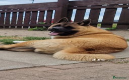 Akita dogs for sale: ✨🐕 Akita Brothers Seeking Their Forever Homes! 🐕 - Image 4