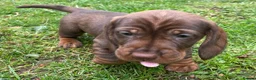 Dachshund dogs for sale: Working wire haired dachshund puppies - Advert 7