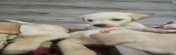 Labrador Retriever dogs for sale: Labrador Puppies  - Advert 3