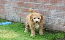 Cockapoo dogs for sale: Beautiful F1 Cockapoo puppies for sale - Image 22