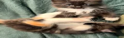 Ragdoll cats for sale: 3/4 Ragdoll Kittens - all long haired beauties  - Advert 9