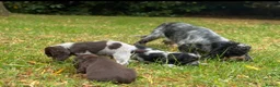 Cocker Spaniel dogs for sale: KC REGISTERED 100% SHOWTYPE HEALTH TESTED PARENTS - Advert 4