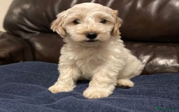 Cockapoo dogs for sale: Beautiful cockapoo puppy’s  - Image 18