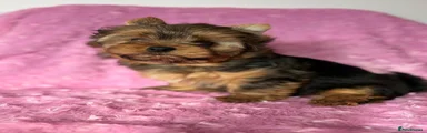 Yorkshire Terrier Puppy 3
