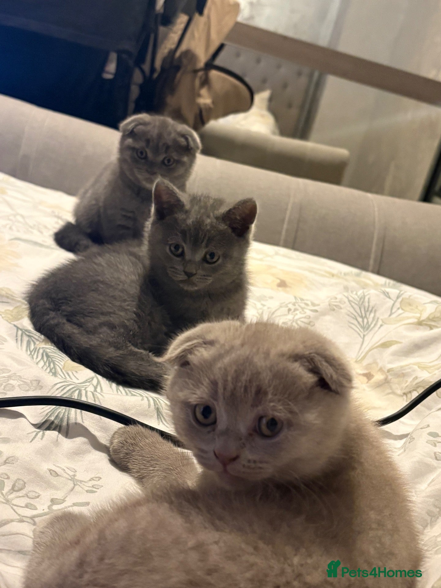 Scottish Fold cats for sale: Lats 4 Beautifully Scottish Fold/Straight kittens - Advert 1