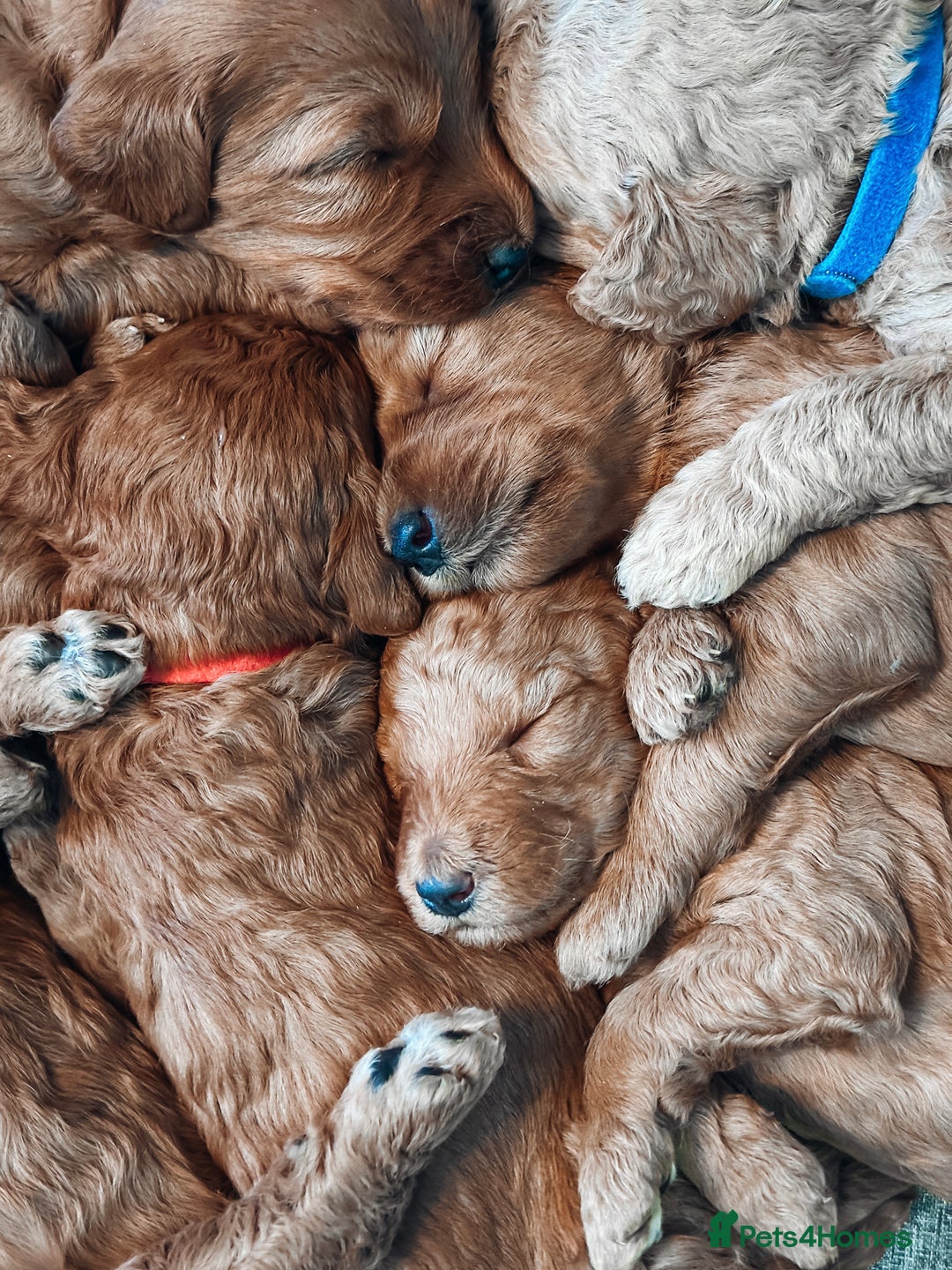 Labradoodle dogs for sale: F2B Labradoodle Puppies – Red & Apricot - Advert 14