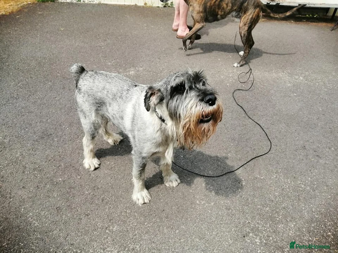 Schnauzer dogs for sale: Schnauzer looking for new home - Advert 1