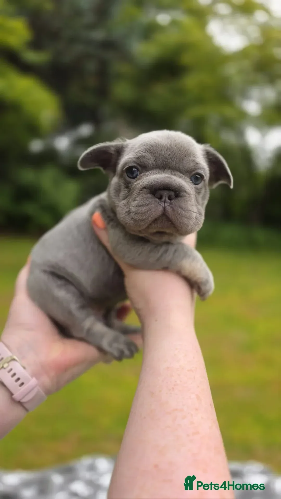 French Bulldog dogs for sale: French Bulldog - Lilac/Tan Male - Advert 2