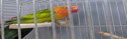 Lovebirds birds for sale: Hand Reared New Born Love Birds - Advert 7