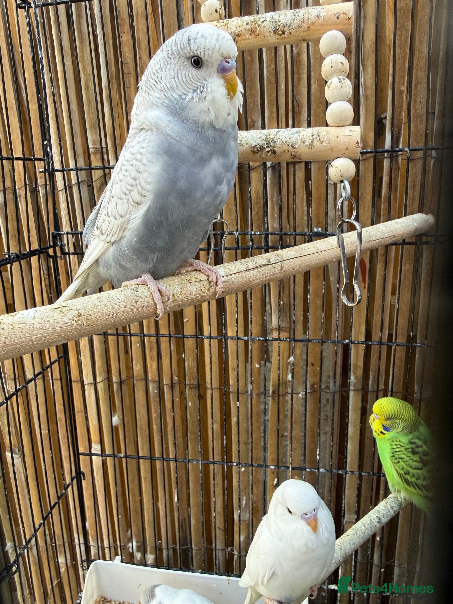 Budgerigars birds Budgies  - Advert 12