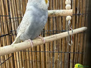 Budgerigars birds Budgies - Advert 12