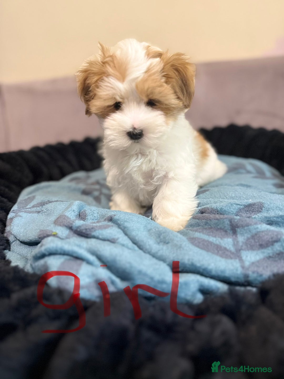 Yorkshire Terrier dogs for sale: Yorkshire Terrier  - Advert 4